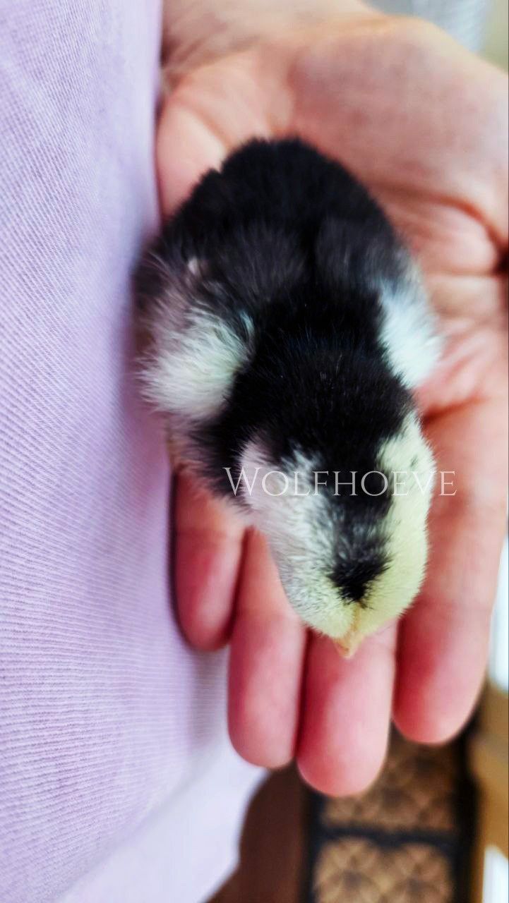 Black chick with a white throat patch, held in a hand.