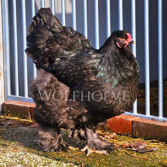Black Brahma hen with a green sheen, feathered legs.