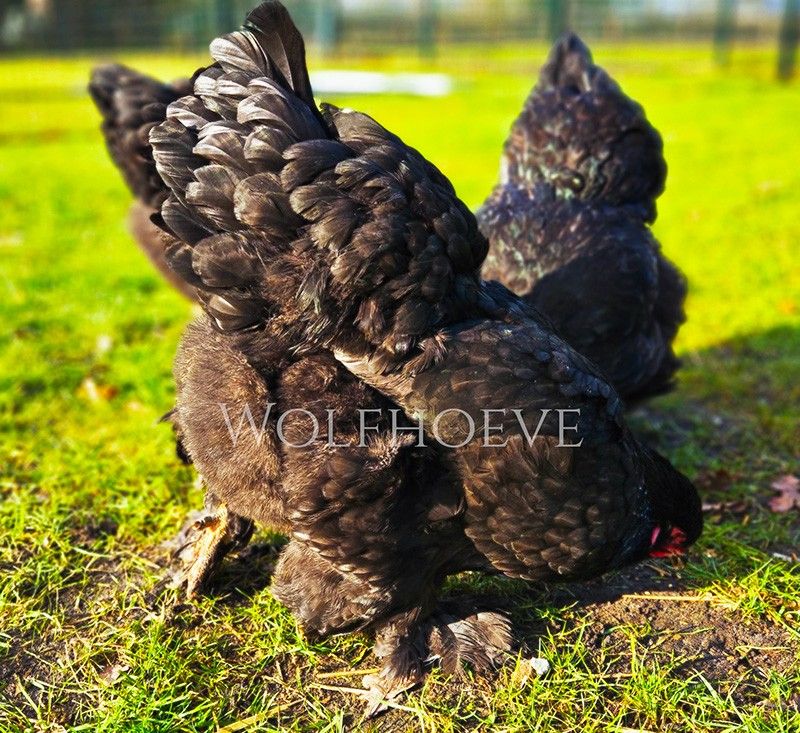 Close-up of two black Brahmas with iridescent green-black plumage.