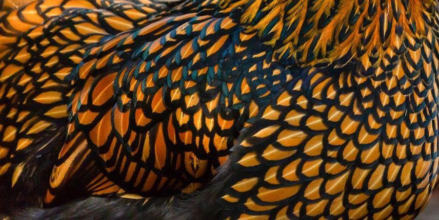 Close-up of red-gold Brahma feathers, each edged with a solid black border.