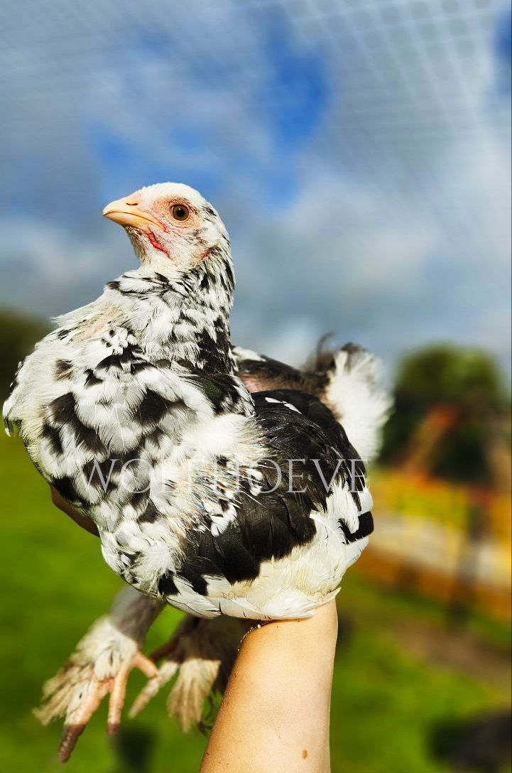 Black Brahma with white-tipped feathers across the breast and wings, with feathered legs.