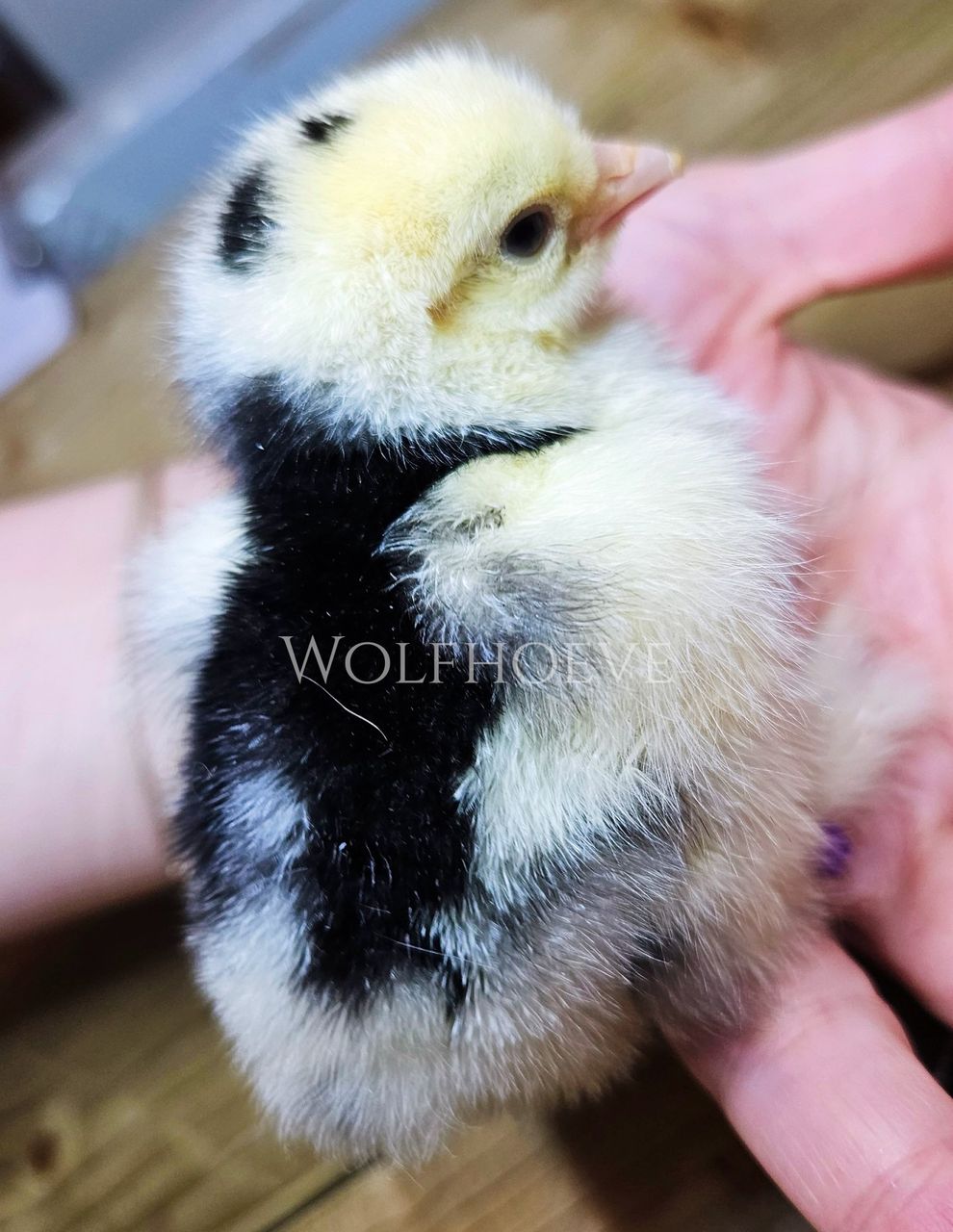 Black mottled chick with white body patches over black down.