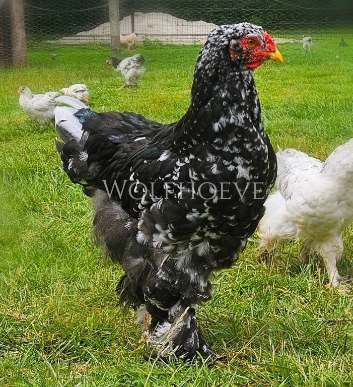 Young black mottled rooster with evenly distributed white-tipped feathers across the body.