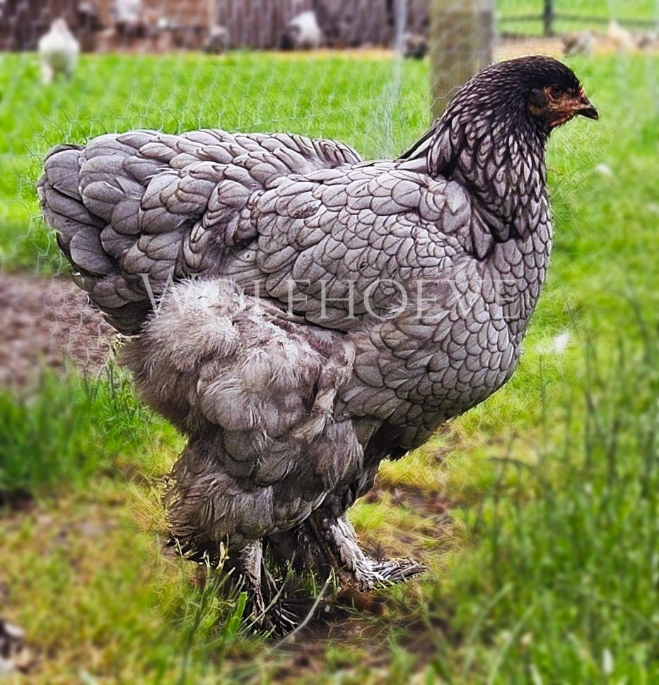 Blue Brahma hen with even slate-blue body feathers, feathered legs.