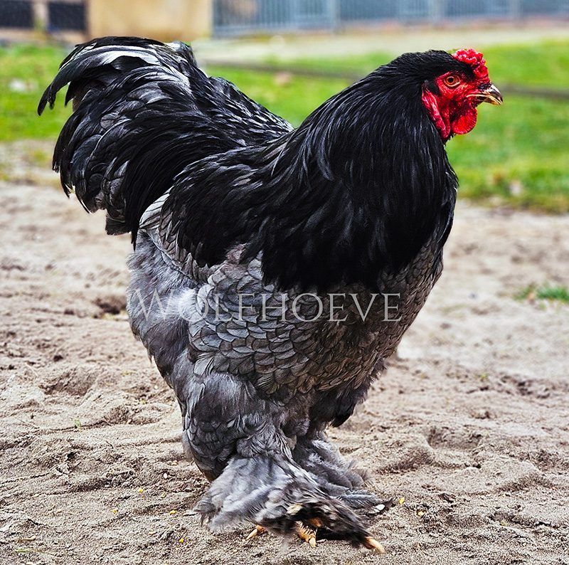 Blue Brahma rooster, slate-grey body with darker hackle and tail, feathered legs.