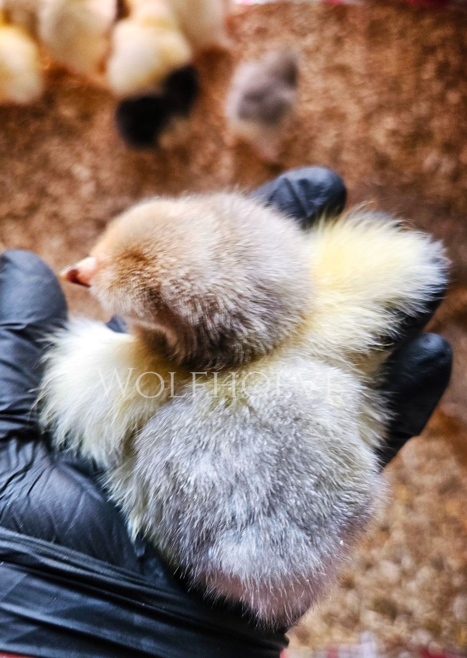 Blue Buff Columbian chick with grey-toned markings over a cream-buff back.