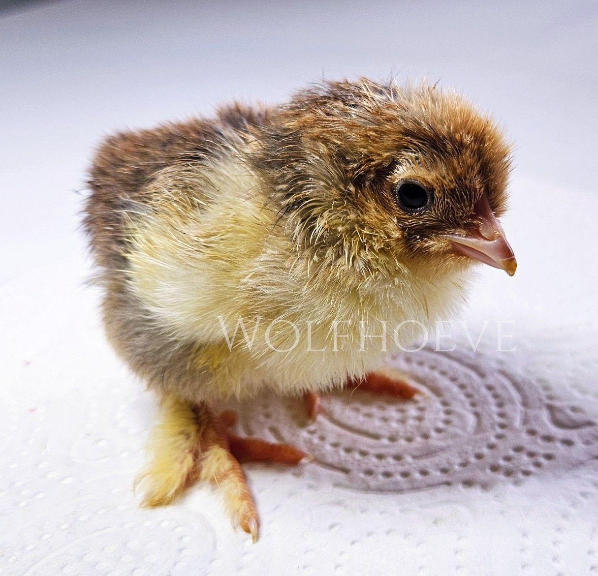 Buff Columbian chick with a dark cap over cream-buff down.