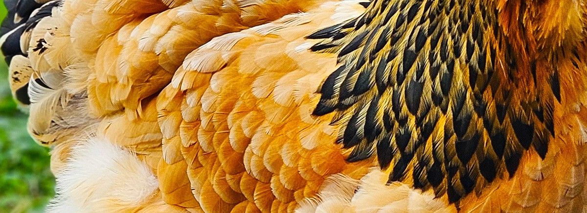 Close-up of buff feathers edged in black at the neck.