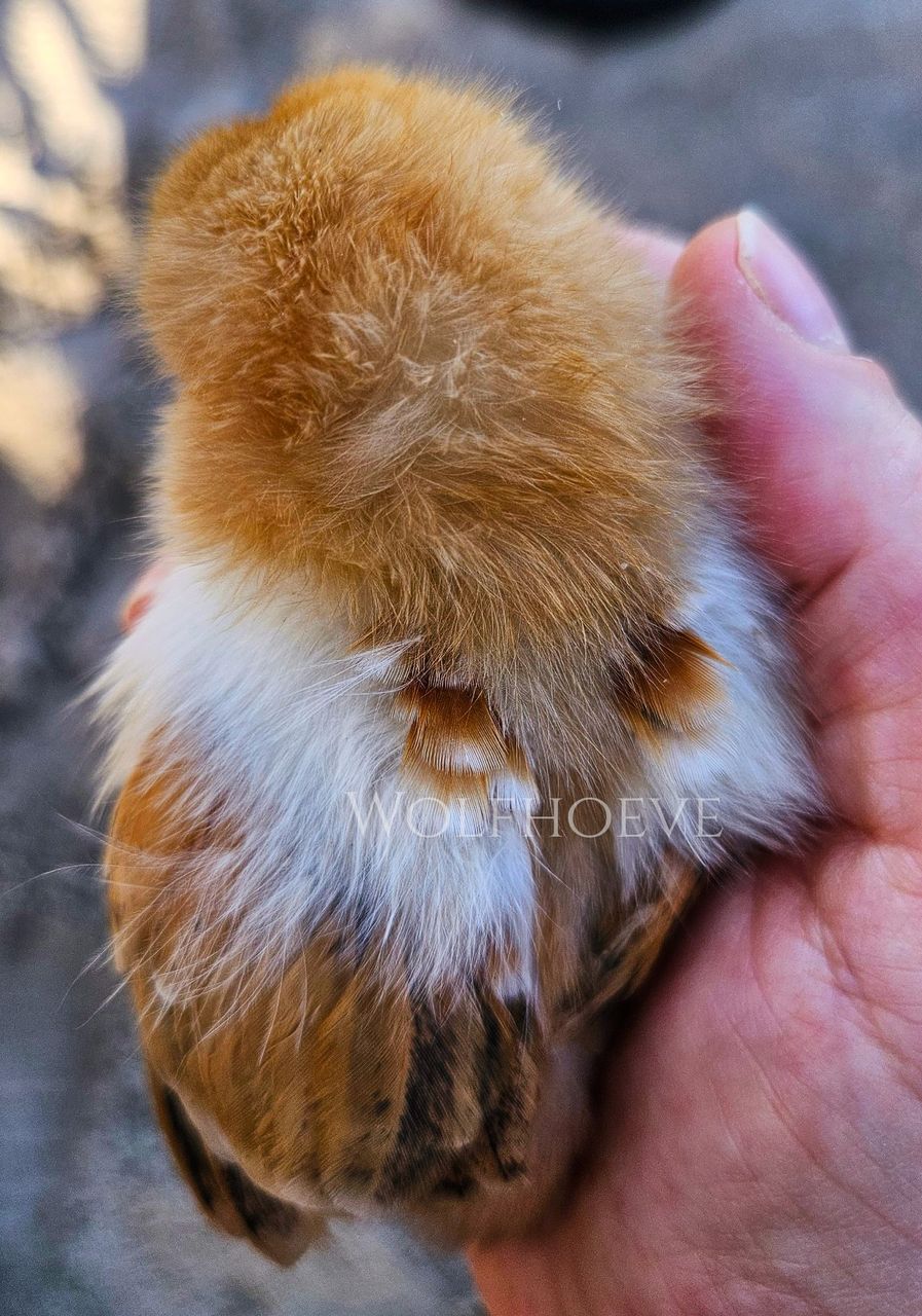 Buff Columbian mottled chick with orange back feathers showing small white-tipped flecks.
