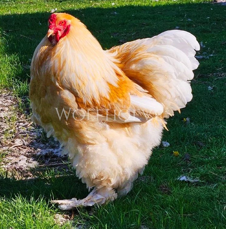 Buff Brahma rooster with a white tail over a buff body, with feathered legs.