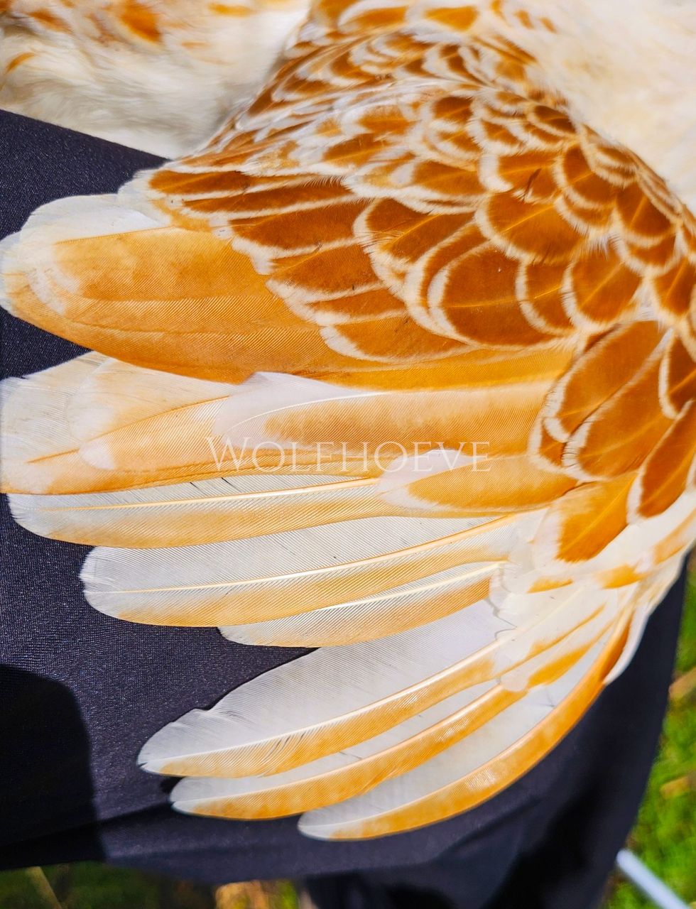Close-up of buff wing feathers, roughly half buff and half white, edged with a pale lace border.