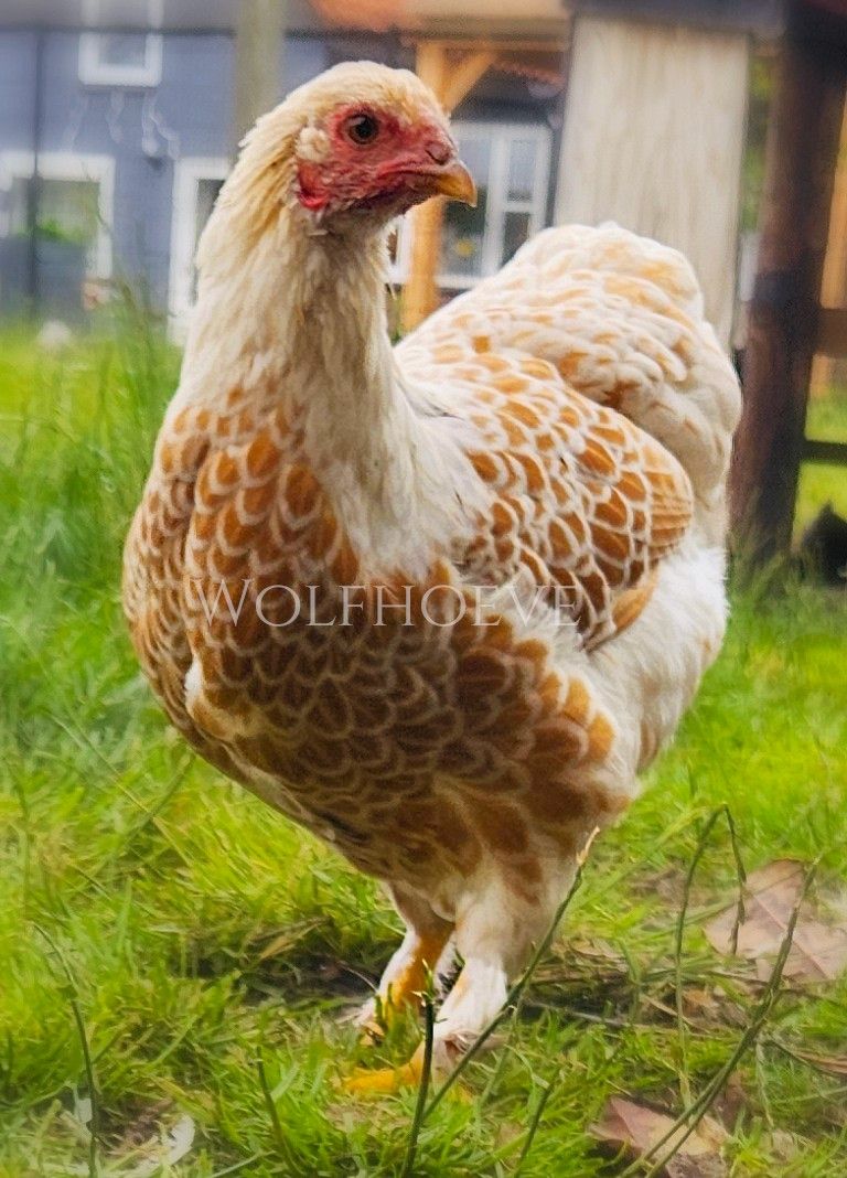 Buff hen with pale lace edging scalloped around each feather over the back and wings.