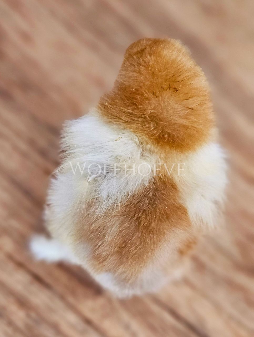 Close-up of a chick's white down with warm gold-orange patches over the back.