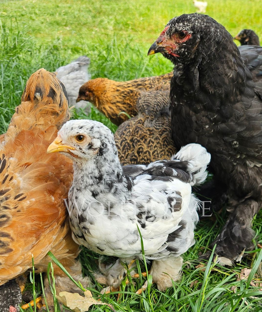 White pullet with irregular black patches across the back and wing — the Paint pattern from Dominant White over a Blue/Splash base.