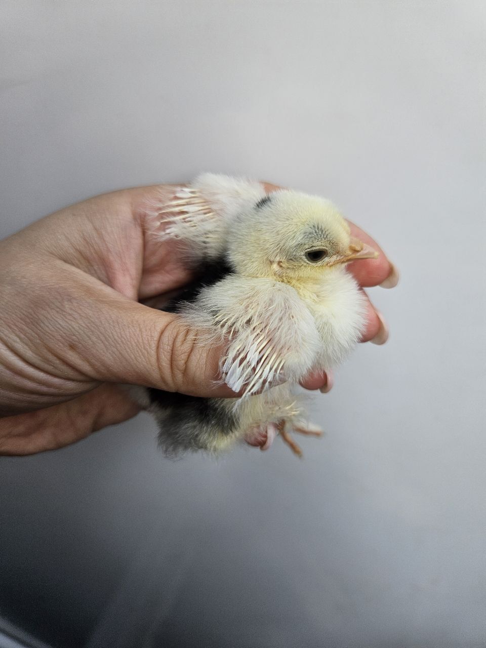 Female chick's wing with the primary feathers clearly longer than the covert feathers.