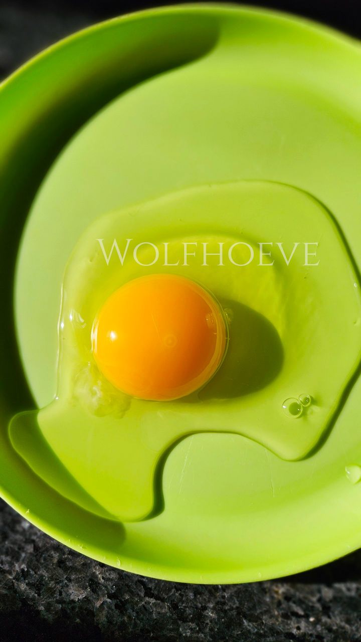 Cracked-open fertile egg showing the yolk and blastoderm used to check fertility.