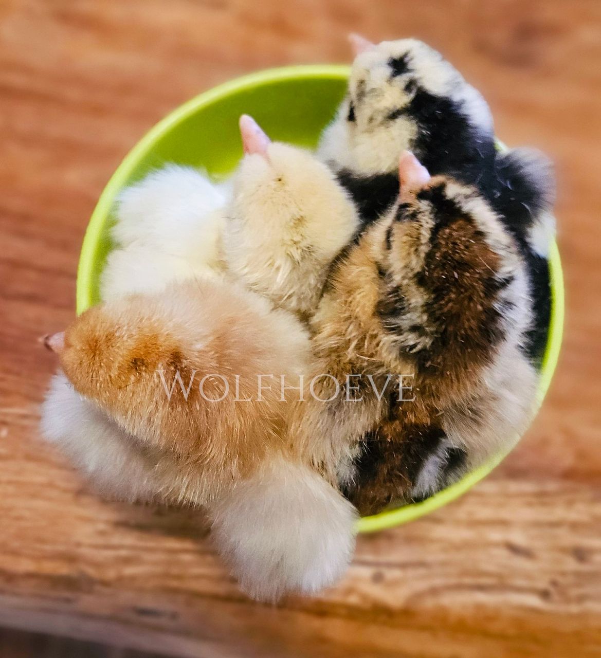 Four chicks of different down colours together in a bowl.