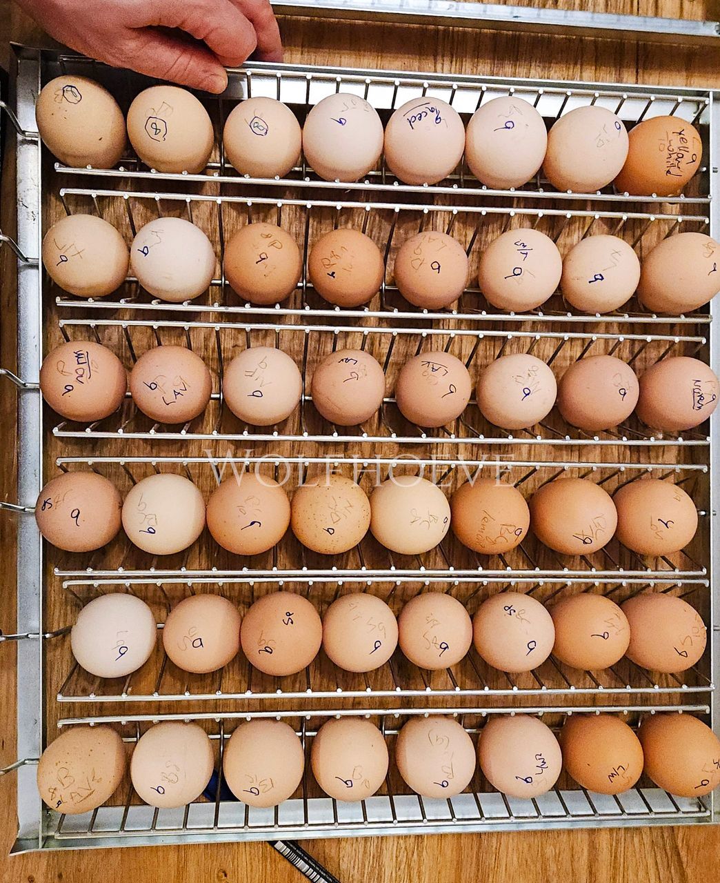 Tray of labelled hatching eggs going into an incubator.