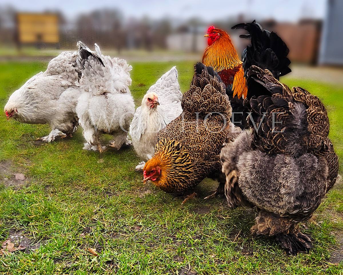 A mixed Wolfhoeve Brahma breeding group: three pale isabel hens on the left, a partridge rooster in the centre, and two partridge hens on the right.