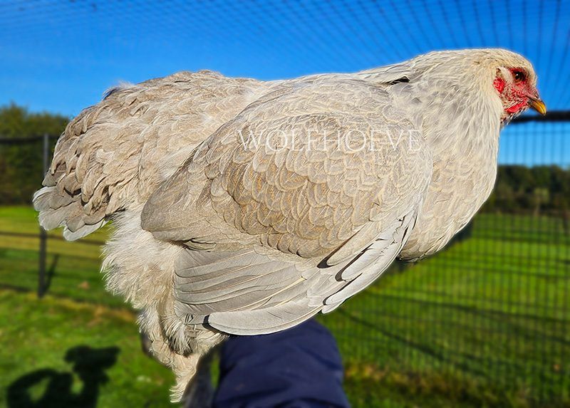 Isabel Brahma hen with pale fawn-grey plumage, in profile, standing outdoors.