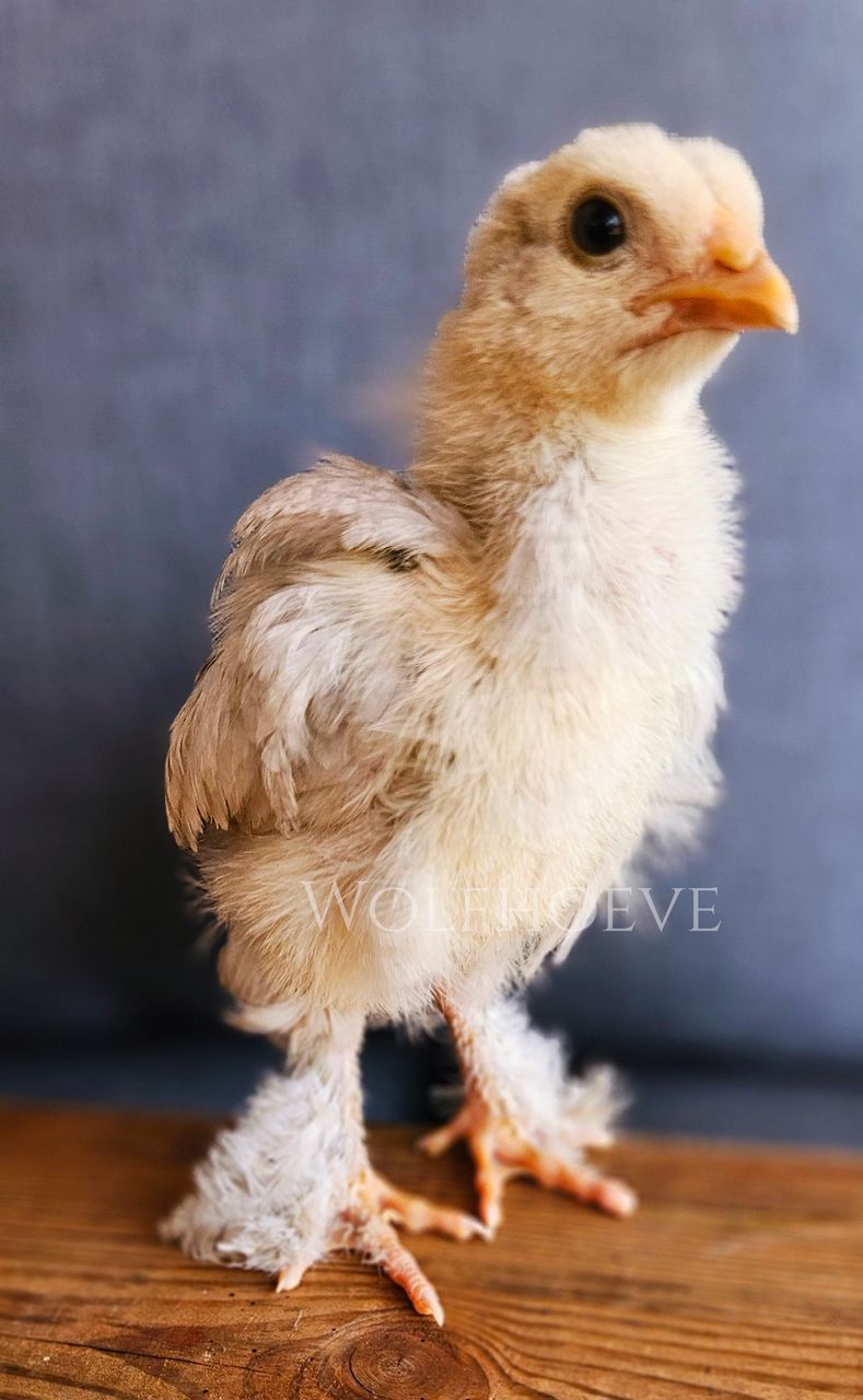 Isabel Brahma pullet chick with pale straw-grey down.