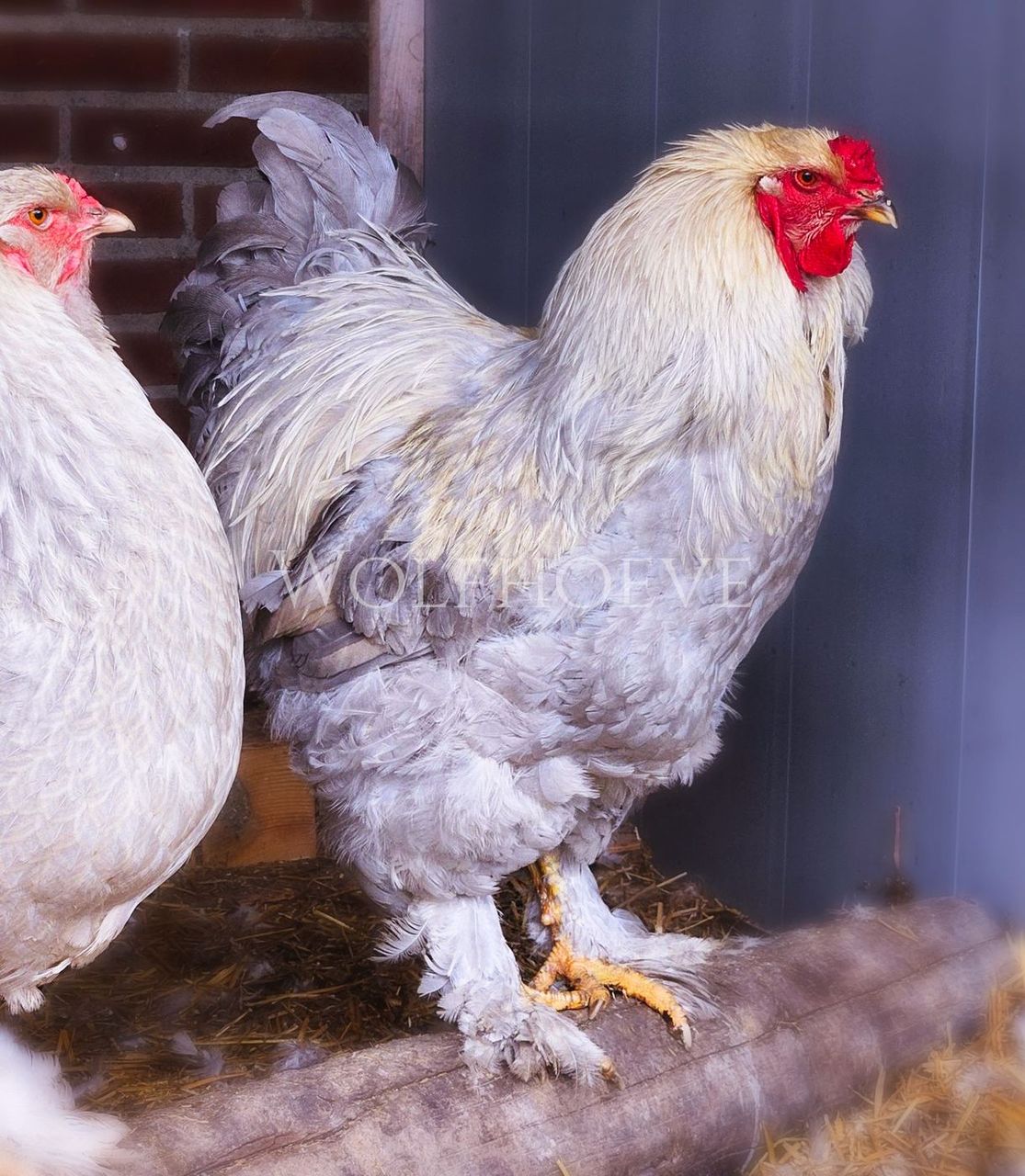 Isabel Brahma rooster with pale straw-gold hackle over lavender-grey body plumage, feathered legs.