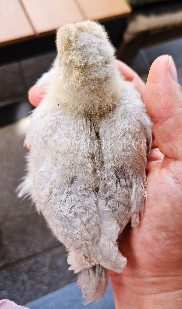 Close-up of an isabel chick's back down, straw-gold fading to soft grey.