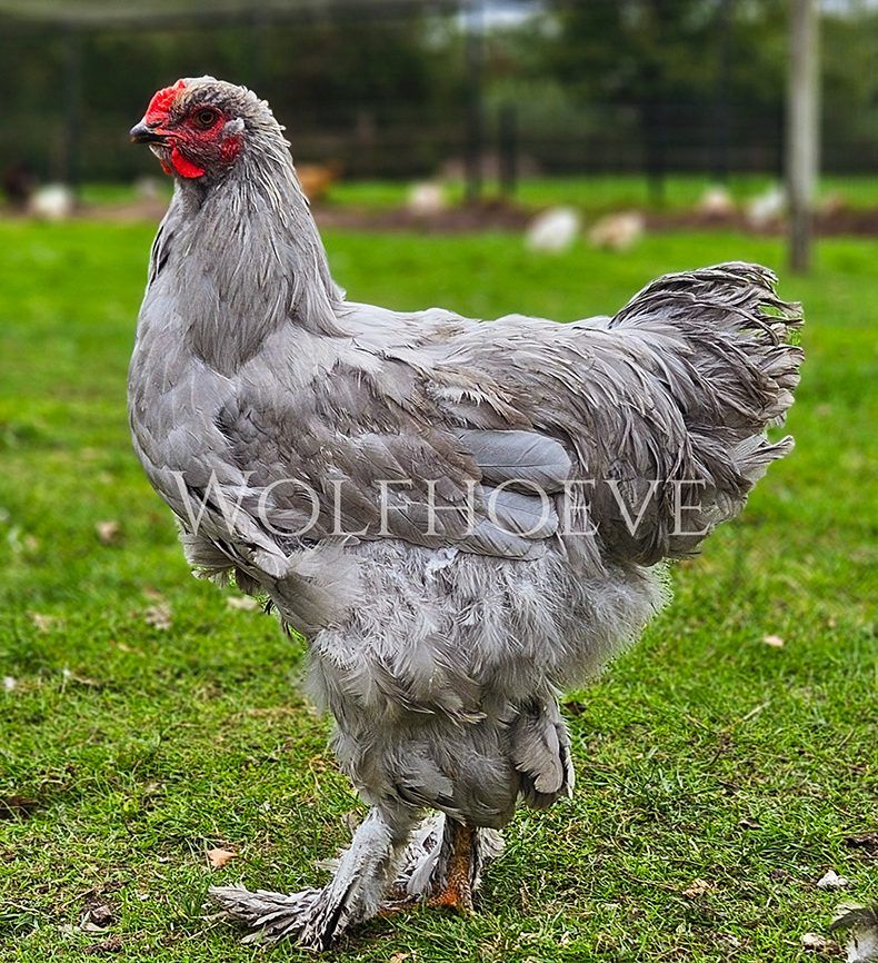 Lavender (self-blue) Brahma hen with even pale-grey plumage and feathered legs.