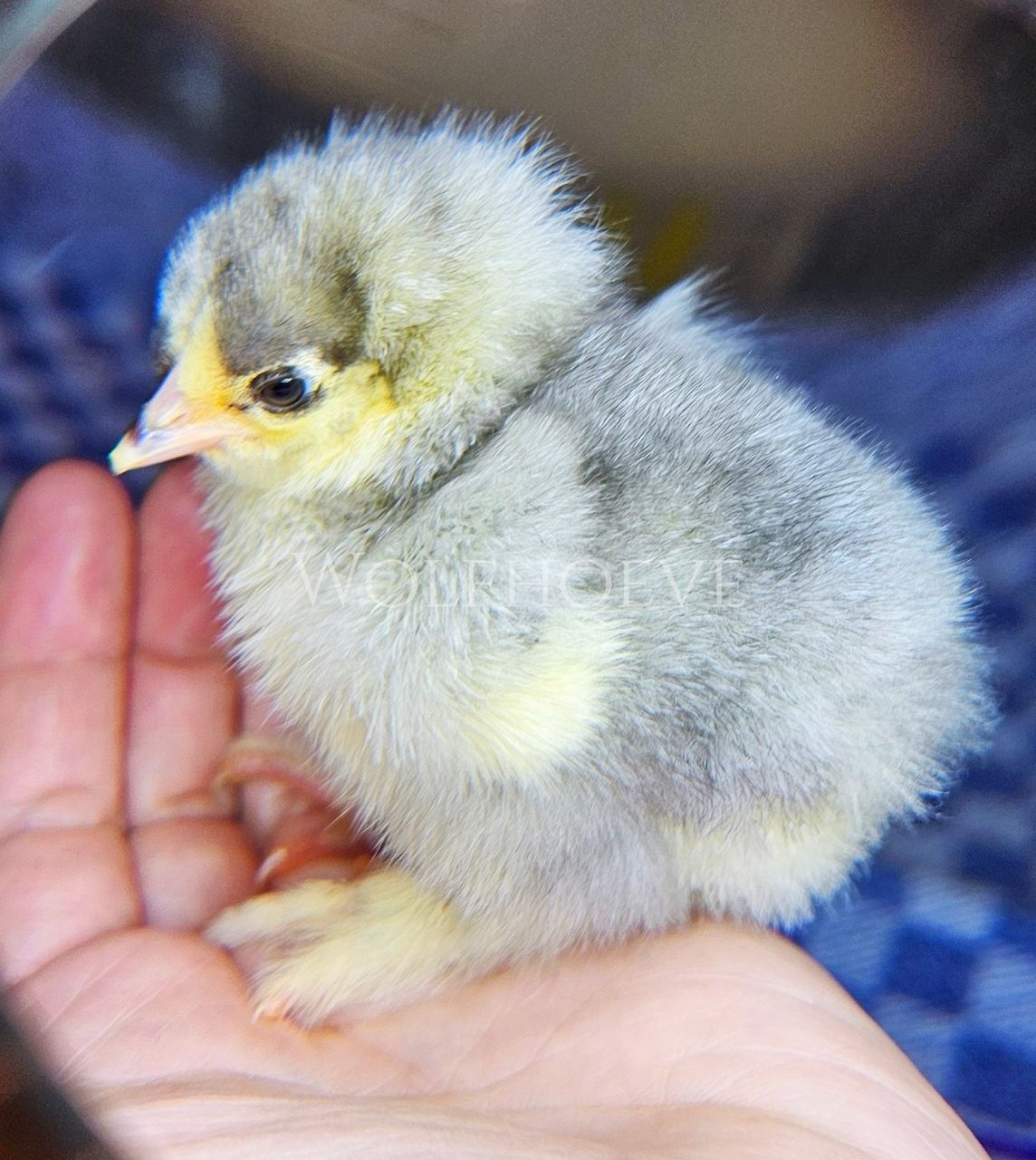 Lavender chick with blue-grey down.