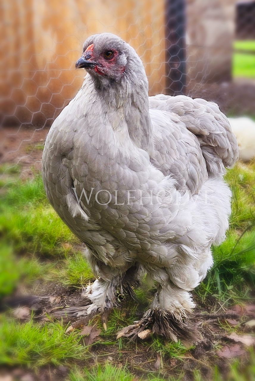 Close portrait of a lavender Brahma hen, showing the same even grey dilution over the head and back.