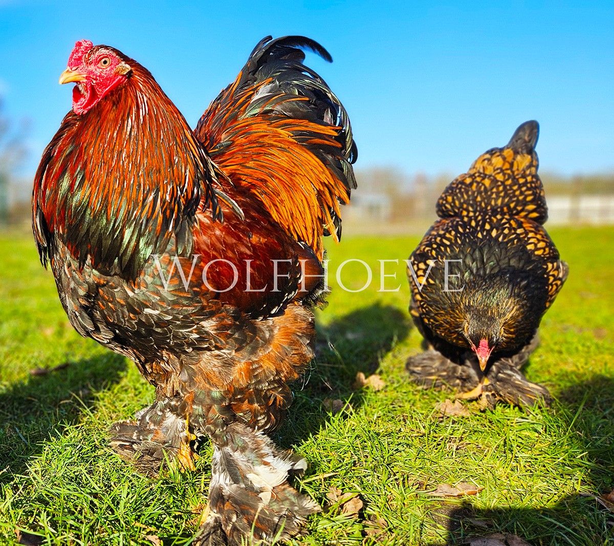 Mahogany partridge pair on a red-and-black patterned base.
