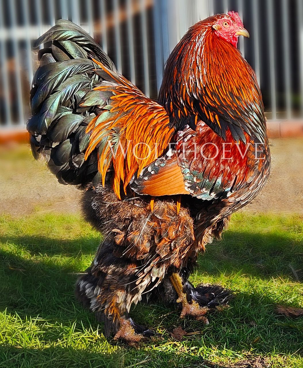 Mahogany partridge rooster with mottling visible as white fleck tips on wing and leg feathers.