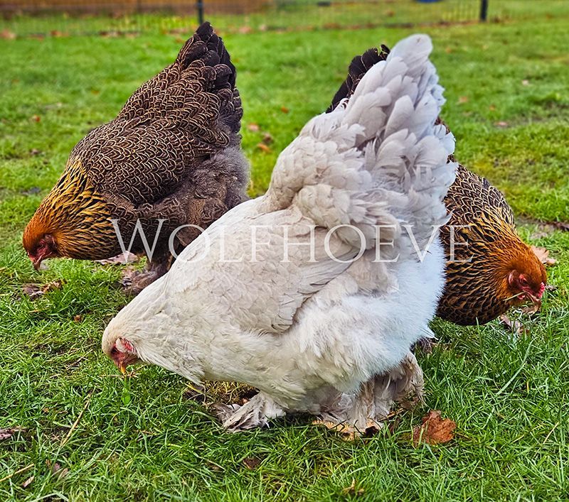 Two partridge Brahma hens foraging behind a paler isabel Brahma hen in the foreground.