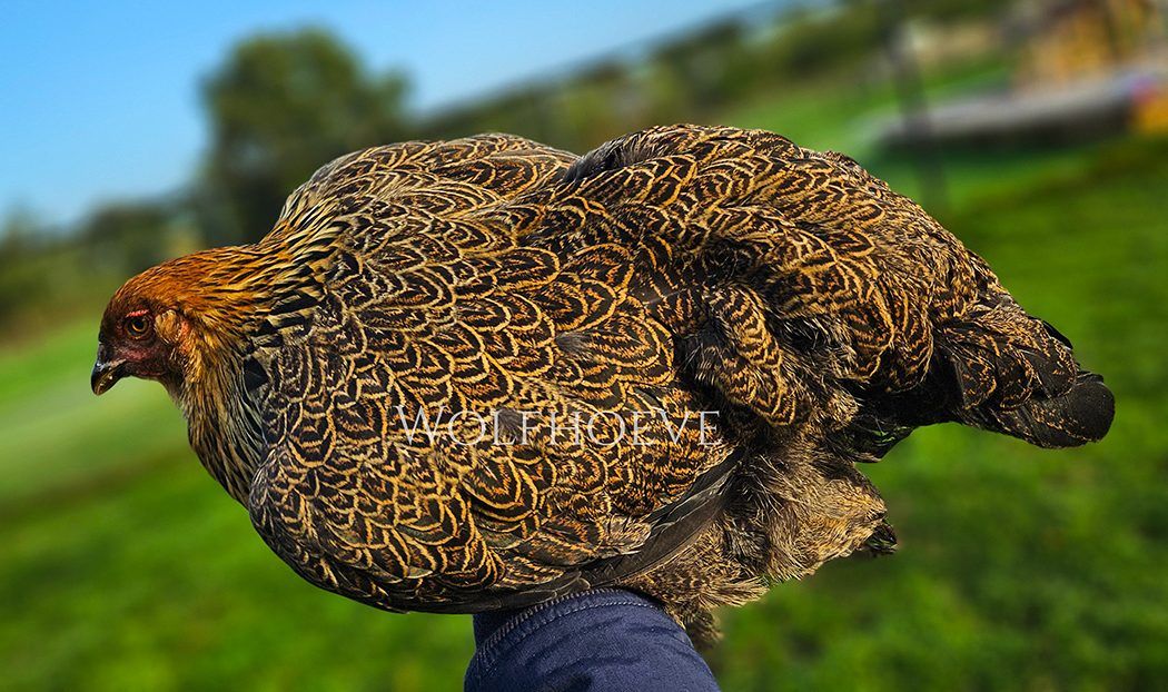 Partridge Brahma hen with gold plumage and black double-pencilled markings, in profile.