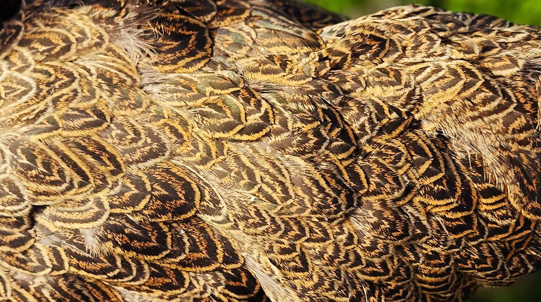Close-up of gold-and-black double-pencilled Brahma feathers, each showing concentric dark bands that follow the feather's outline.