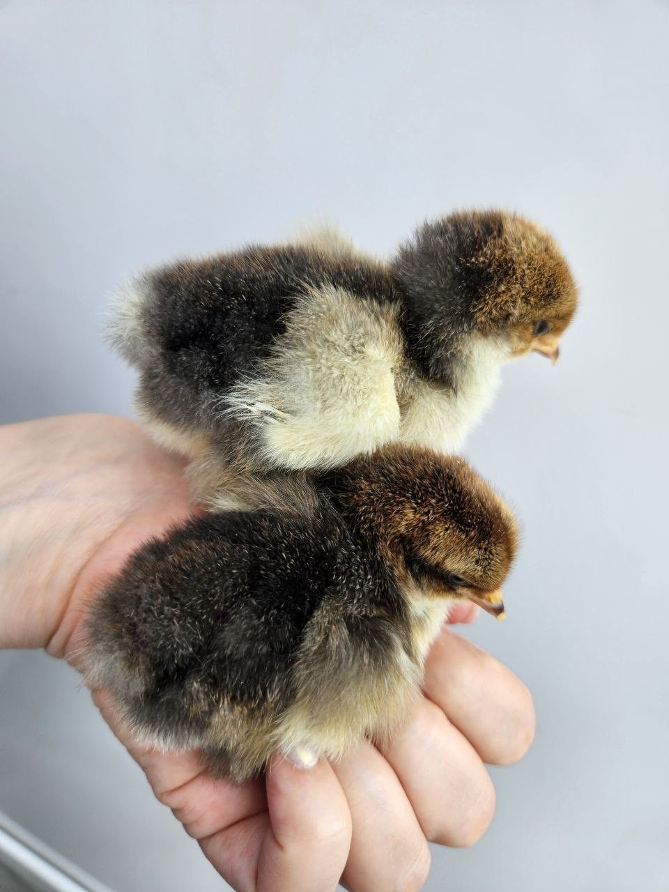 Close-up of a porcelain chick with soft brown-and-cream mottled down.