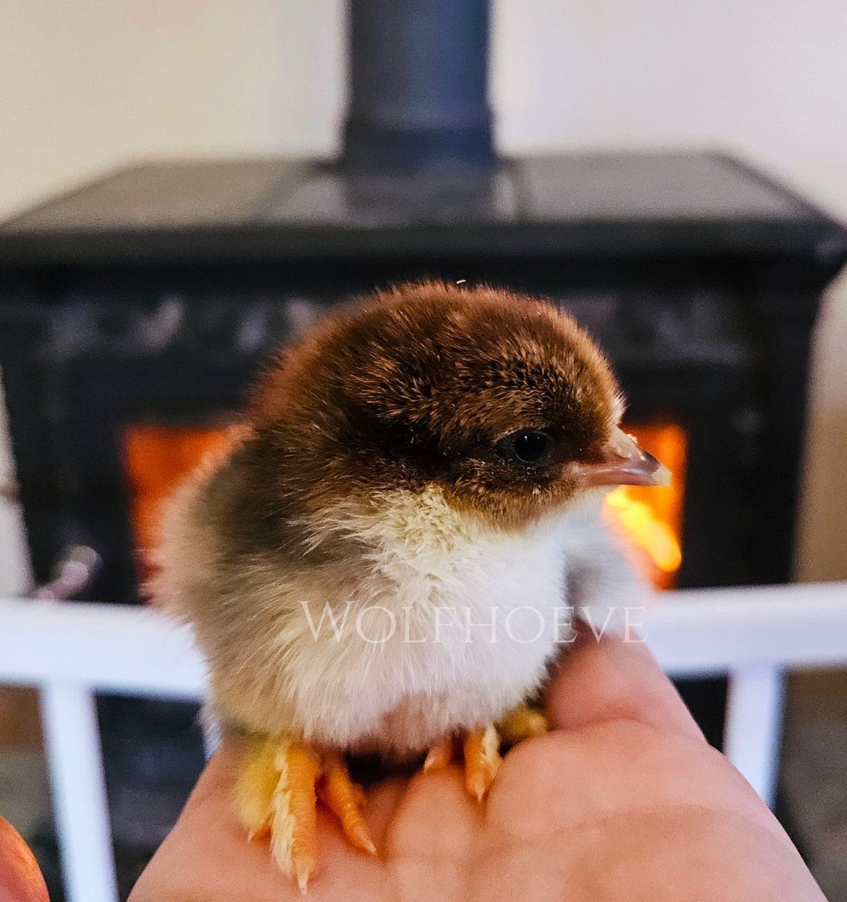 Porcelain chick with a warm brown head and cream body, held indoors.