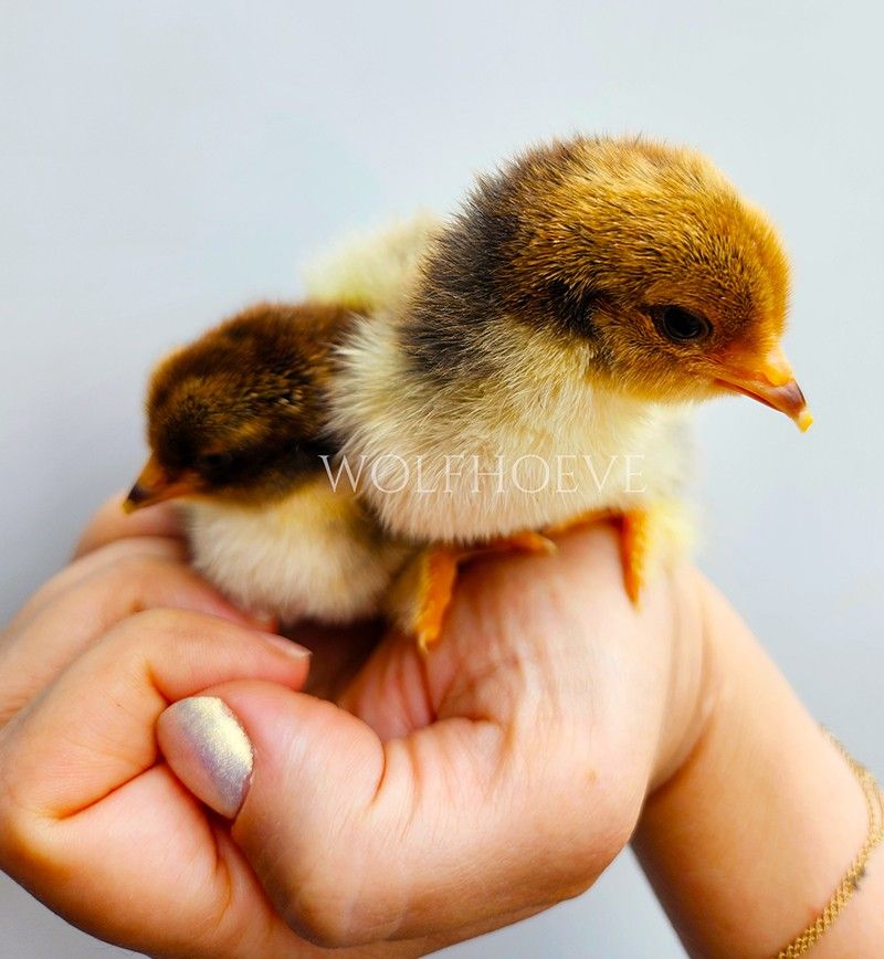 Two porcelain chicks held in a hand, with gold-brown and cream down.