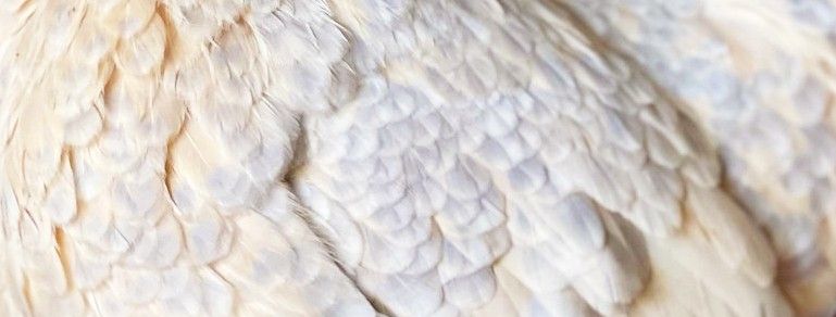Close-up of porcelain plumage: cream feathers with soft blue-grey scalloped lacing.