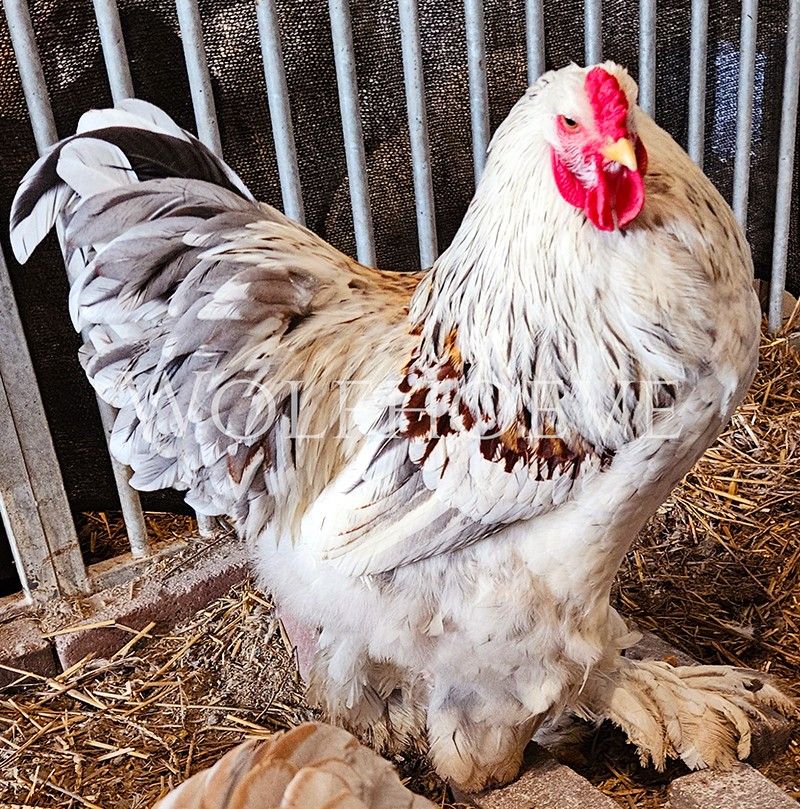 Standing salmon Brahma rooster with a grey-barred tail and mahogany-red shoulder patches over a white body.