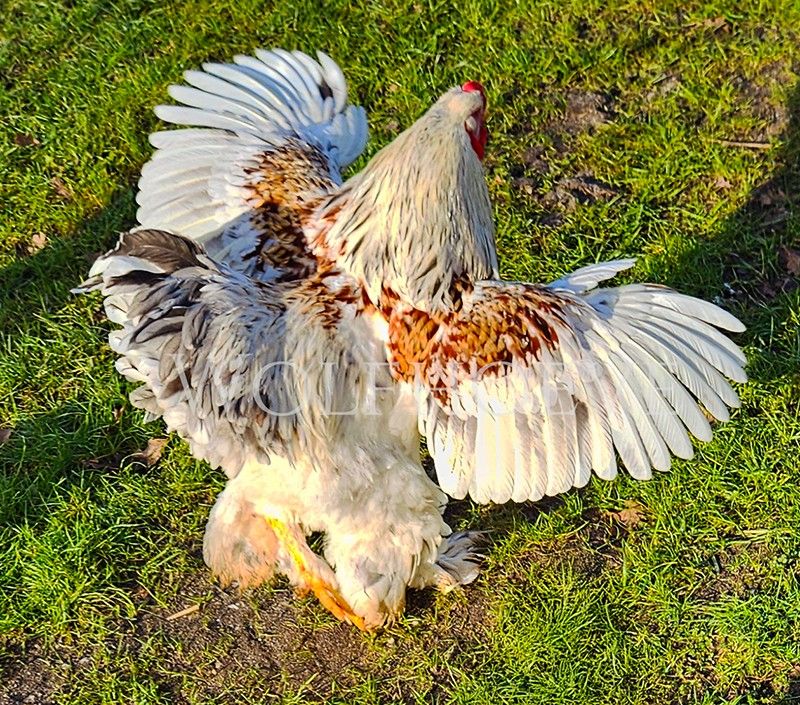 Salmon-coloured Brahma rooster mid-flap, showing mahogany-red wing bows over a cream and white body, with feathered legs.