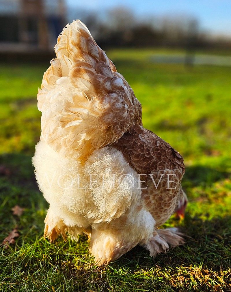 Close-up of a salmon hen's back plumage, cream feathers washed with warm apricot-gold shading.