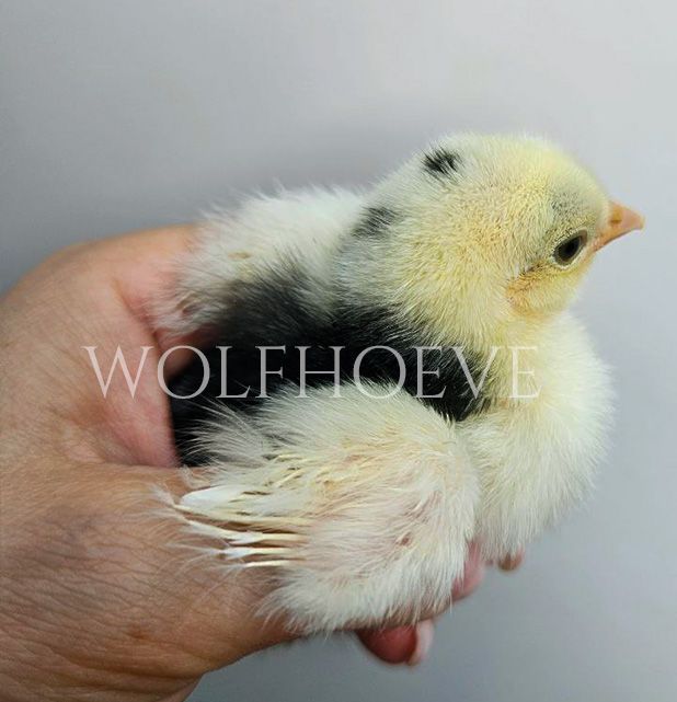 Male chick's wing with the primary feathers about the same length as the covert feathers.