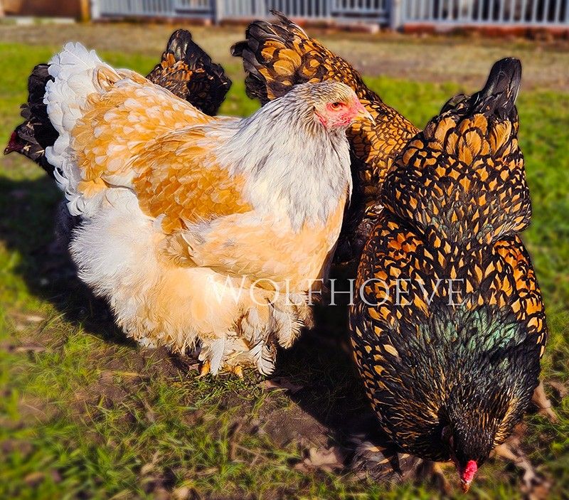 Splash Buff Columbian hen in front of two black-laced-red hens.