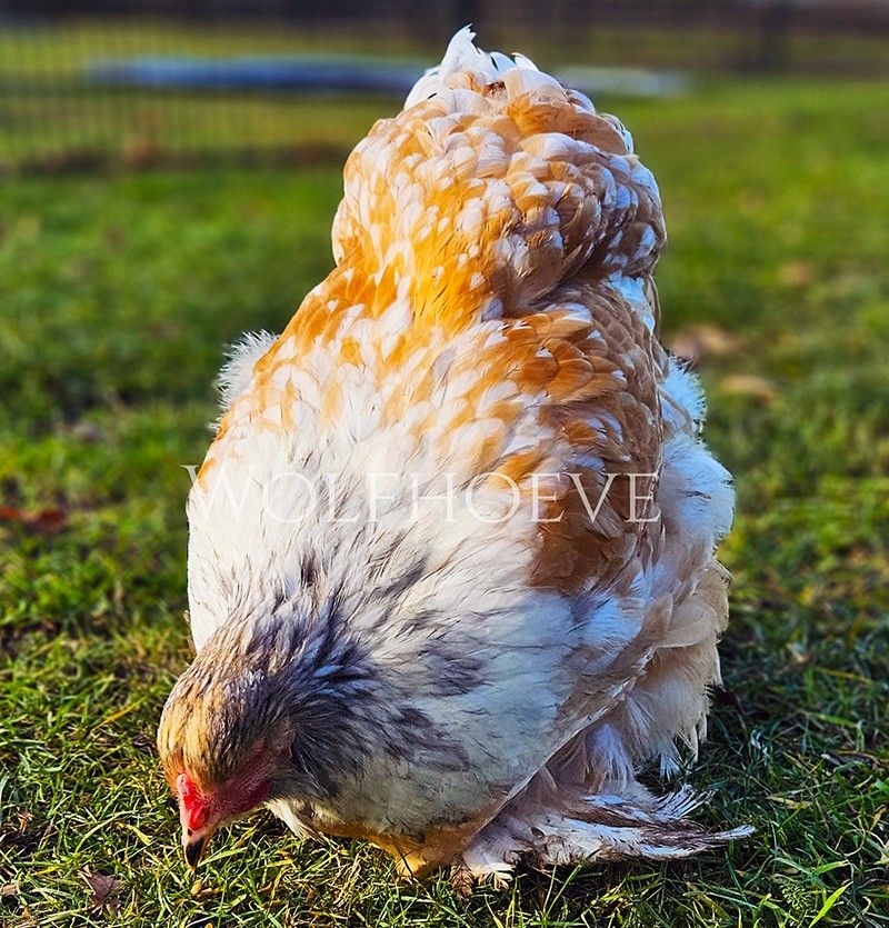 Splash Buff Columbian hen with buff plumage flecked pale grey, greyer stippled head.