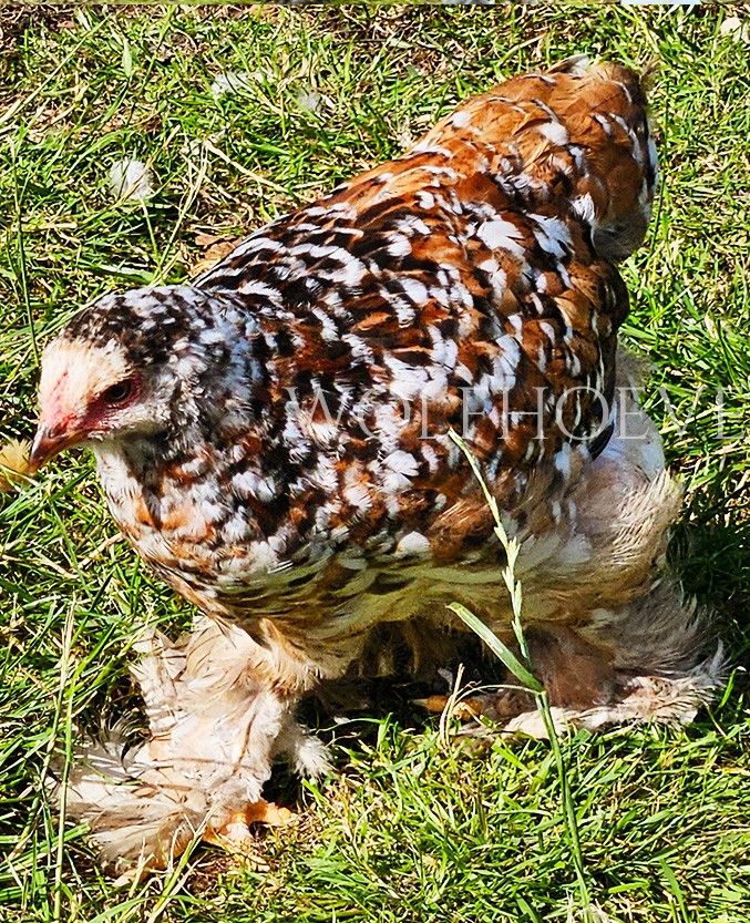 Tollbunt Brahma pullet with gold feathers, each edged in black and tipped white, feathered legs.