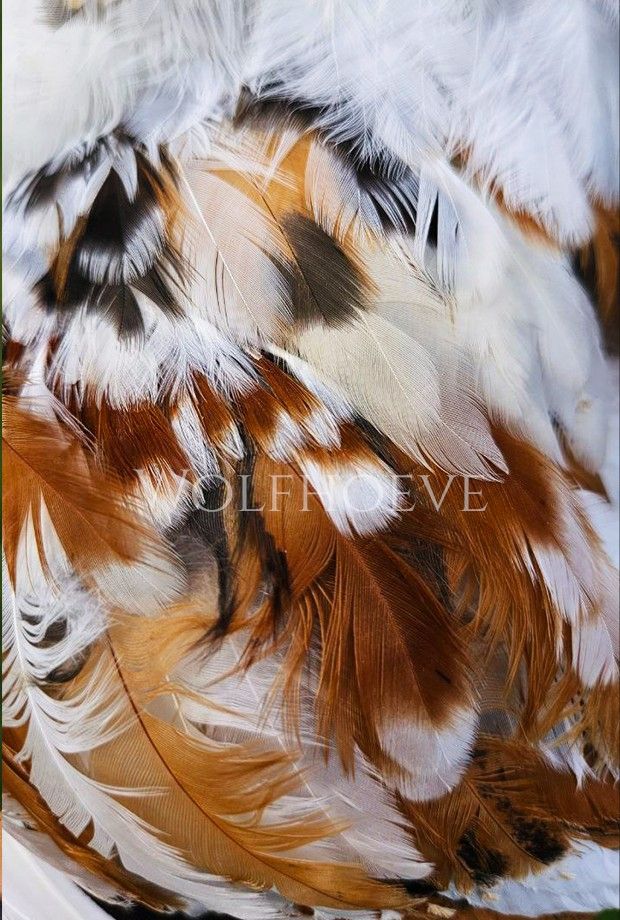 Close-up of gold-brown feathers, each bordered with a black lace edge and finished with a white tip.