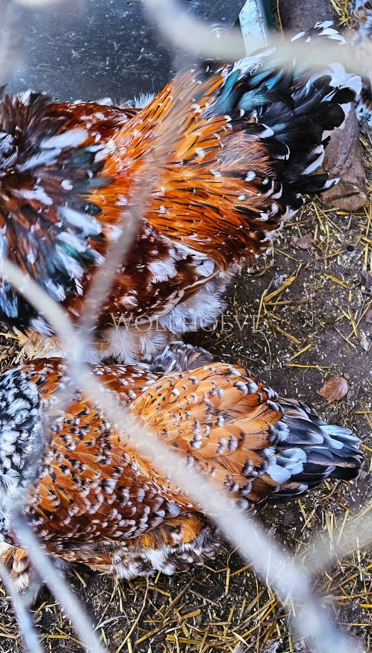 Two tollbunt Brahma backs side by side: a darker, more heavily laced rooster above a lighter, more gold hen below.