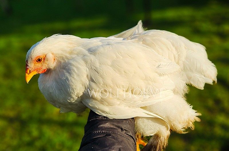 Completely clean white Brahma with no red or gold flecking, feathered legs.