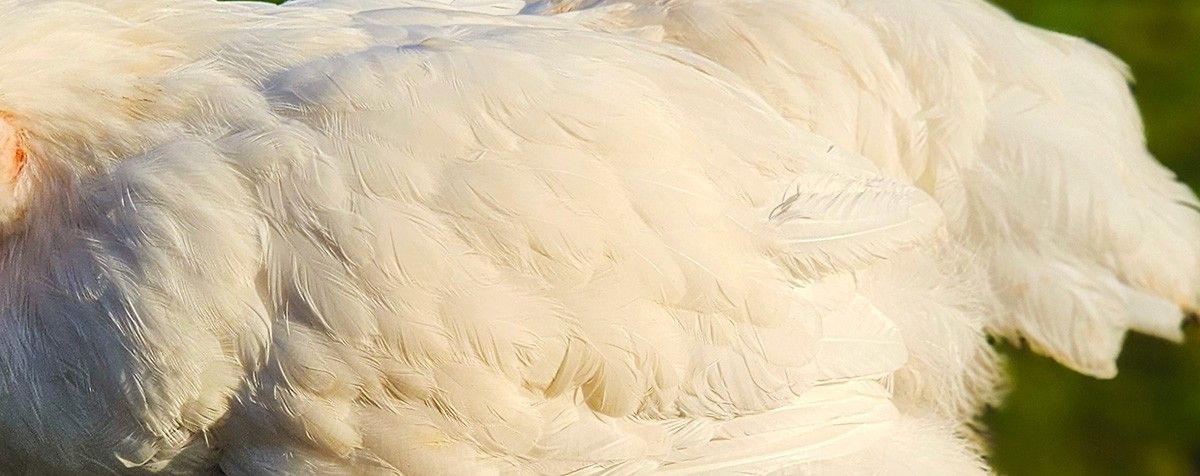 Close-up of pure white feathers with no coloured flecking.